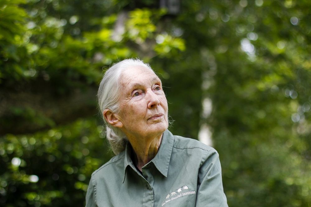 Jane Goodall La esperanza de los chimpancés T2 (Odisea) (1).jpg
